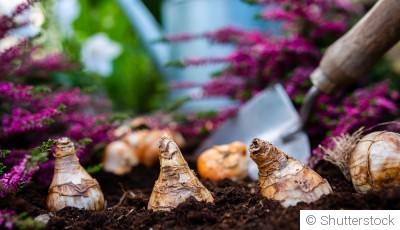 Planter des bulbes : quand et comment ?