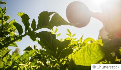 🌿 Canicule : 10 astuces pour protéger vos plantes du jardin et de la terrasse