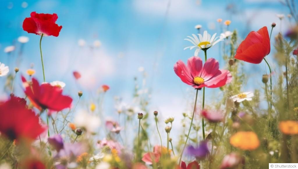 Des fleurs qui poussent toutes seules (ou presque)