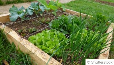 Le potager en carrés : facile, pratique, productif