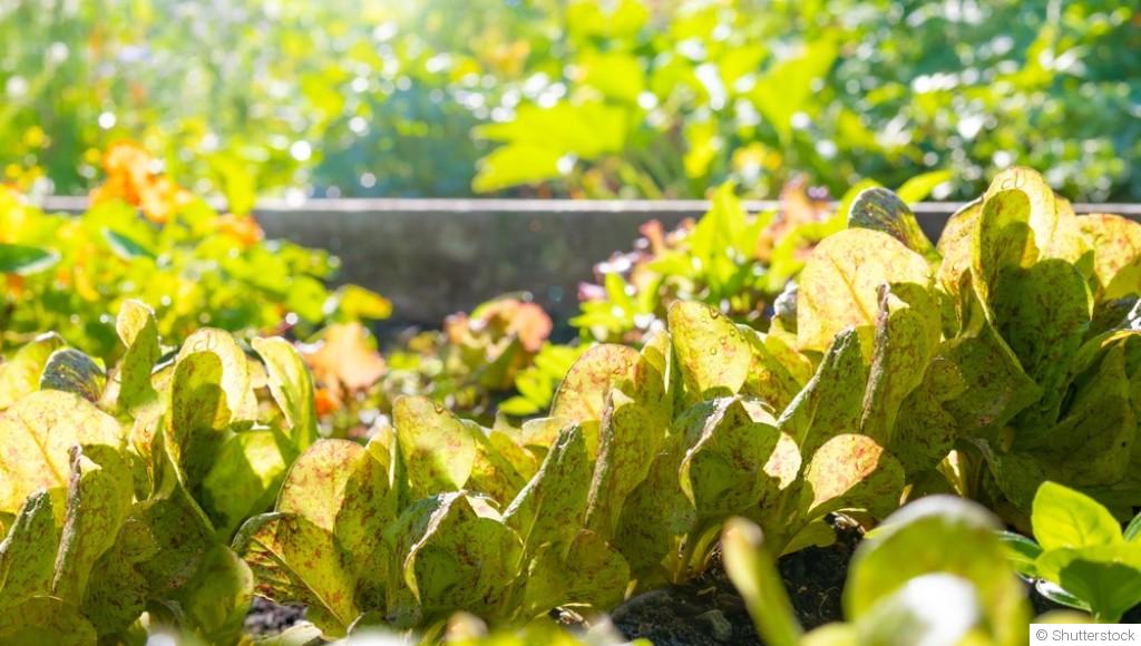 🥕 Potager : comment le protéger et l’entretenir pendant une canicule ?