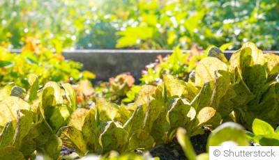 🥕 Potager : comment le protéger et l’entretenir pendant une canicule ?