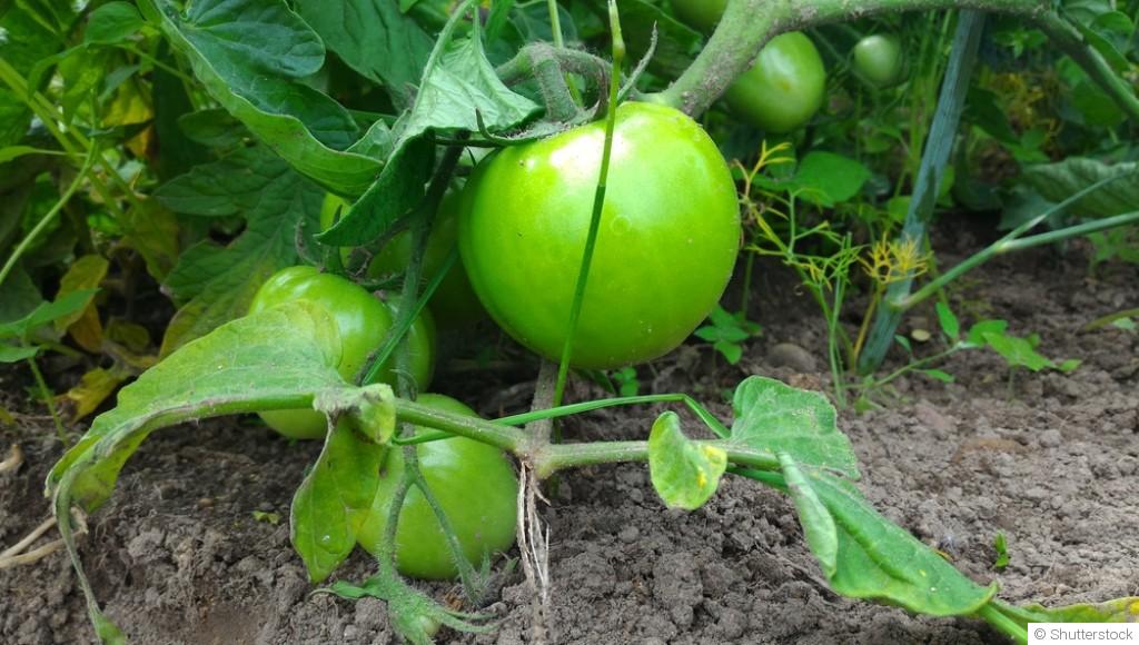 Pourquoi vos tomates ne poussent pas ? Les erreurs fréquentes
