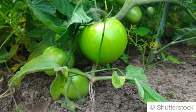 Pourquoi vos tomates ne poussent pas ? Les erreurs fréquentes