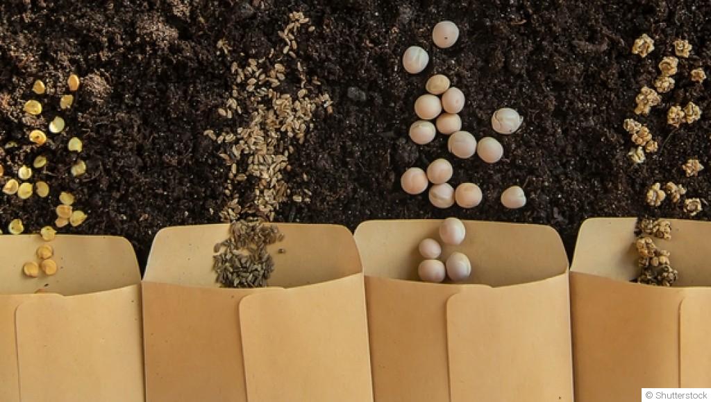 Le guide rapide pour faire ses propres graines