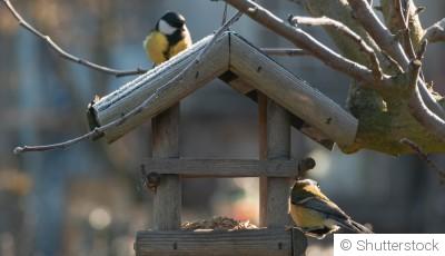 Créer un jardin accueillant pour les oiseaux
