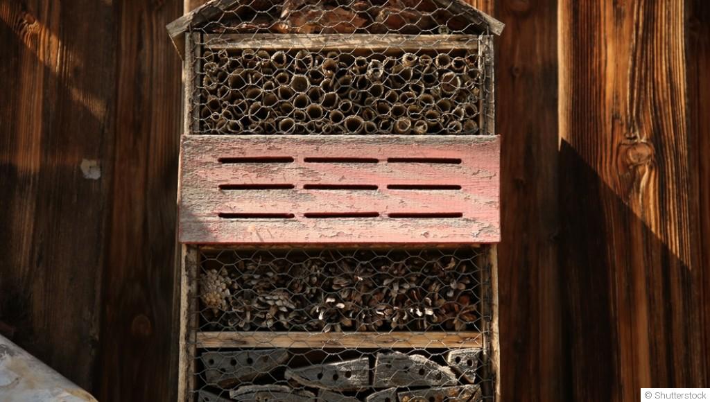 Attirer les insectes utiles sans produits chimiques