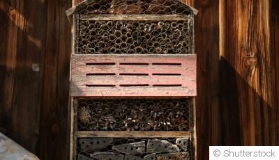 Attirer les insectes utiles sans produits chimiques