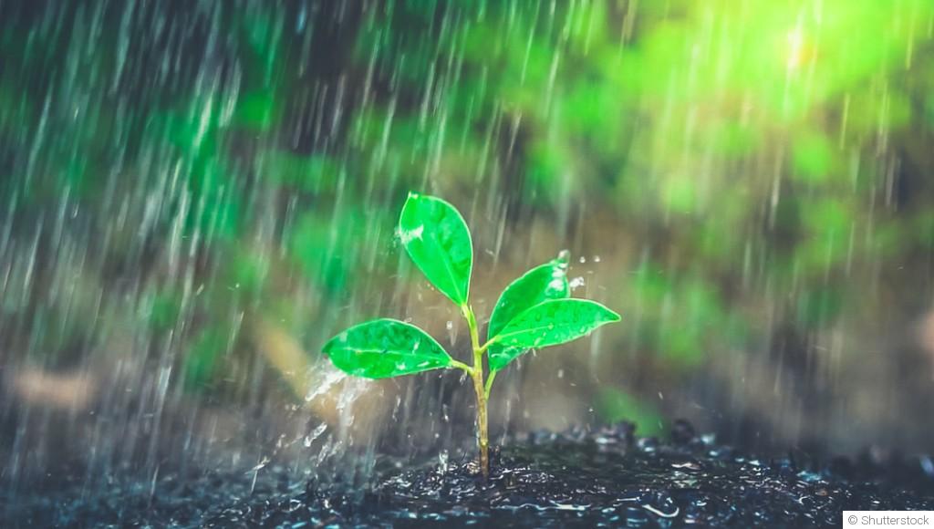 Que faire au jardin quand il pleut ?