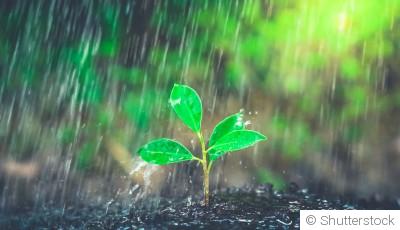 Que faire au jardin quand il pleut ?