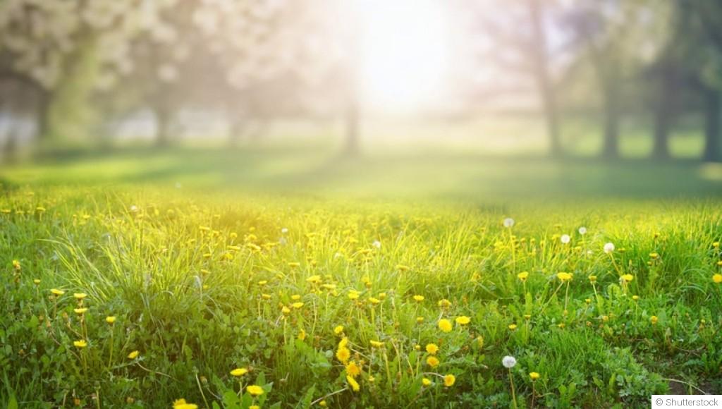 Pelouse ou prairie ? Ce qu’il faut savoir