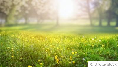 Pelouse ou prairie ? Ce qu’il faut savoir