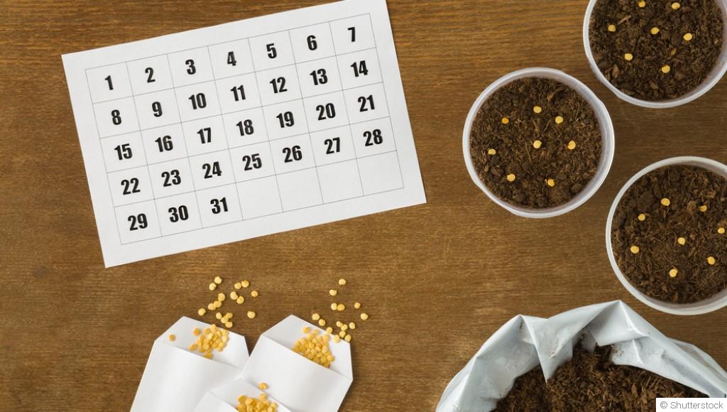 Le calendrier du jardinier débutant, mois par mois