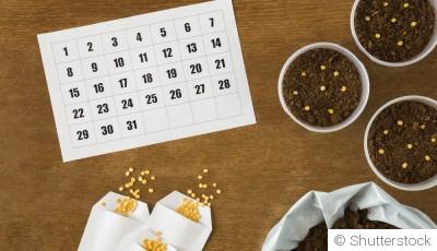 Le calendrier du jardinier débutant, mois par mois