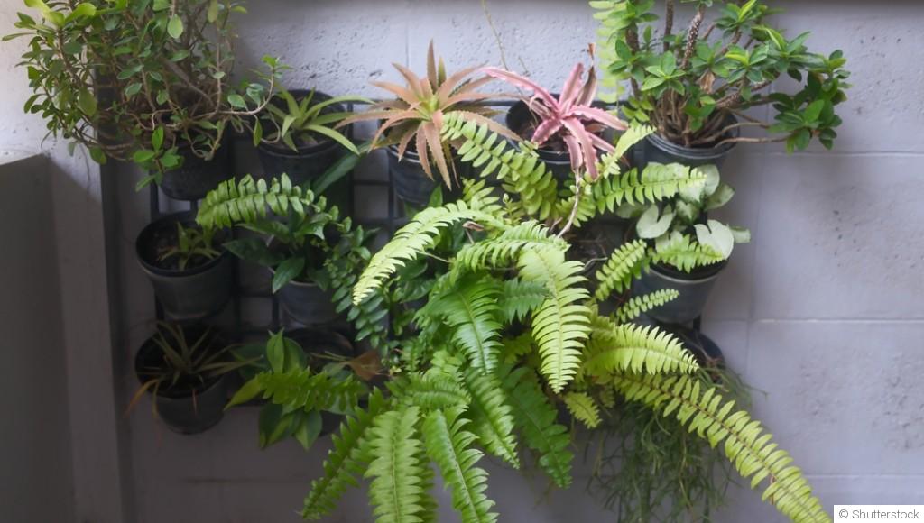 Plantes faciles pour jardiniers paresseux mais passionnés