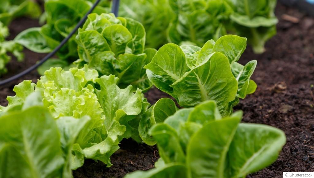 Des salades toute l’année, c’est possible ?