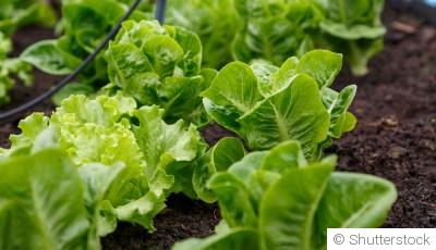 Des salades toute l’année, c’est possible ?