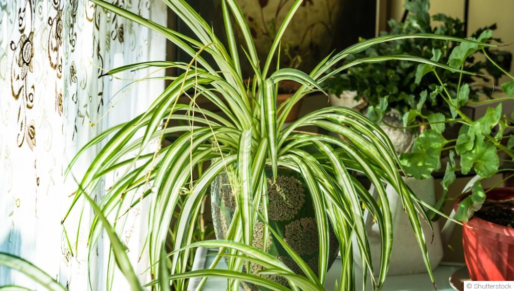 Ce qu’il faut planter quand on n’a pas la main verte