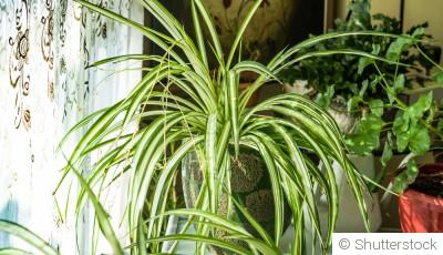 Ce qu’il faut planter quand on n’a pas la main verte