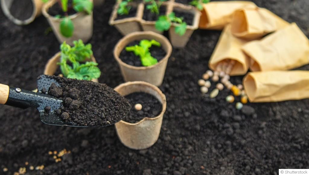 Semer ou planter : que faut-il choisir ?