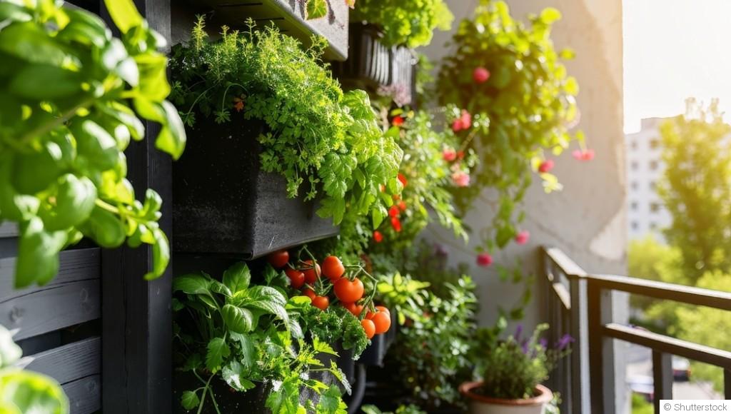 Potager de balcon : par où commencer ?
