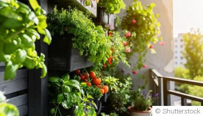 Potager de balcon : par où commencer ?