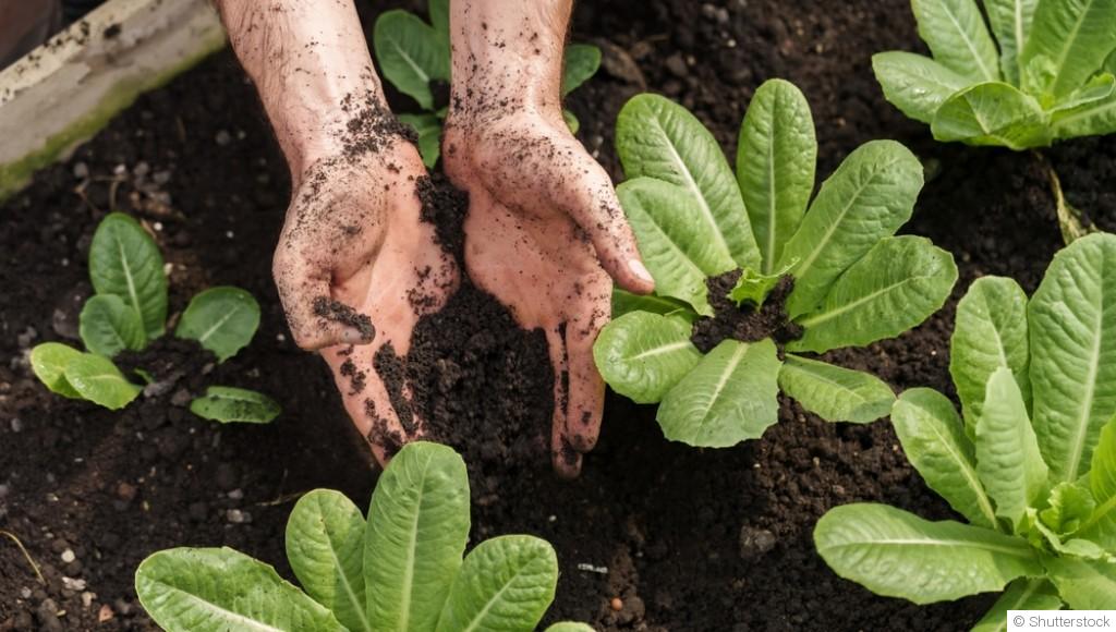 Les bases du jardinage pour les vrais débutants