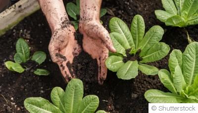 Les bases du jardinage pour les vrais débutants