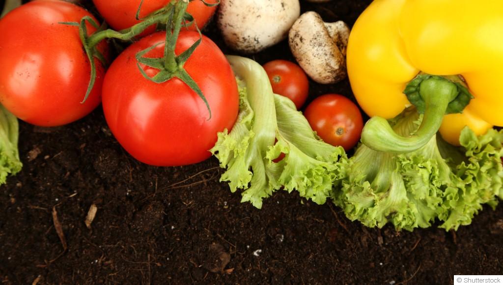 Top 5 des légumes qui poussent sans effort