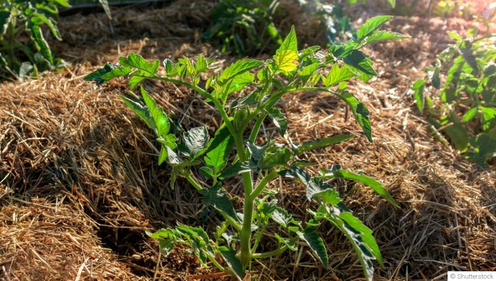 Astuces simples pour pailler gratuitement