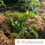 Astuces simples pour pailler gratuitement