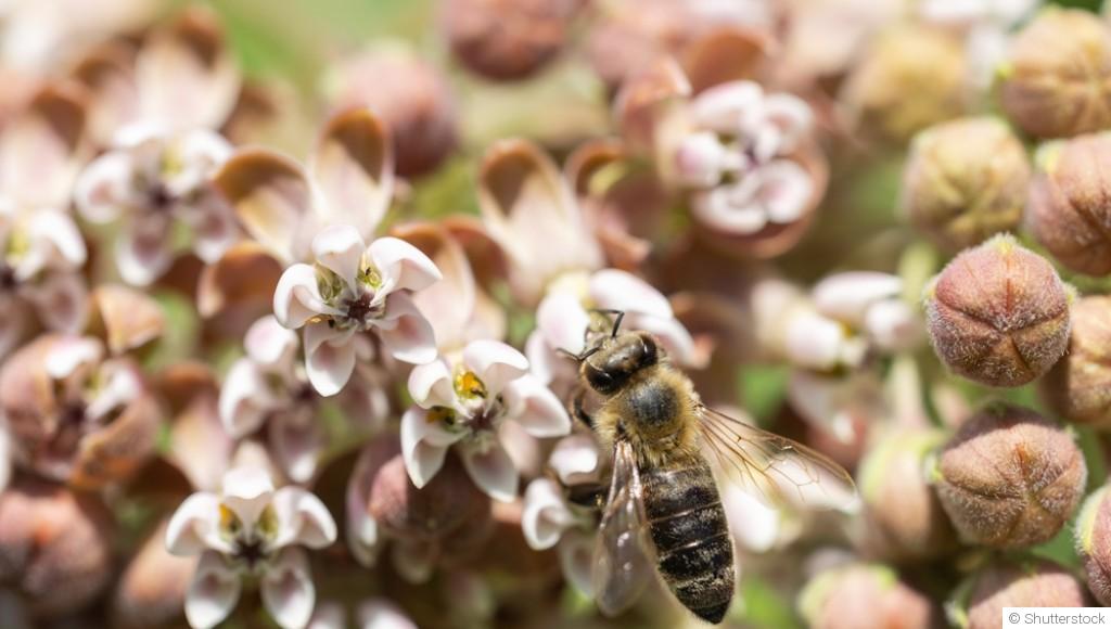 Comment attirer les abeilles et les coccinelles ?