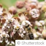 Comment attirer les abeilles et les coccinelles ?