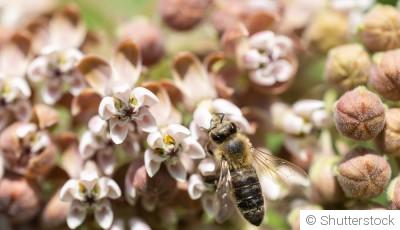 Comment attirer les abeilles et les coccinelles ?
