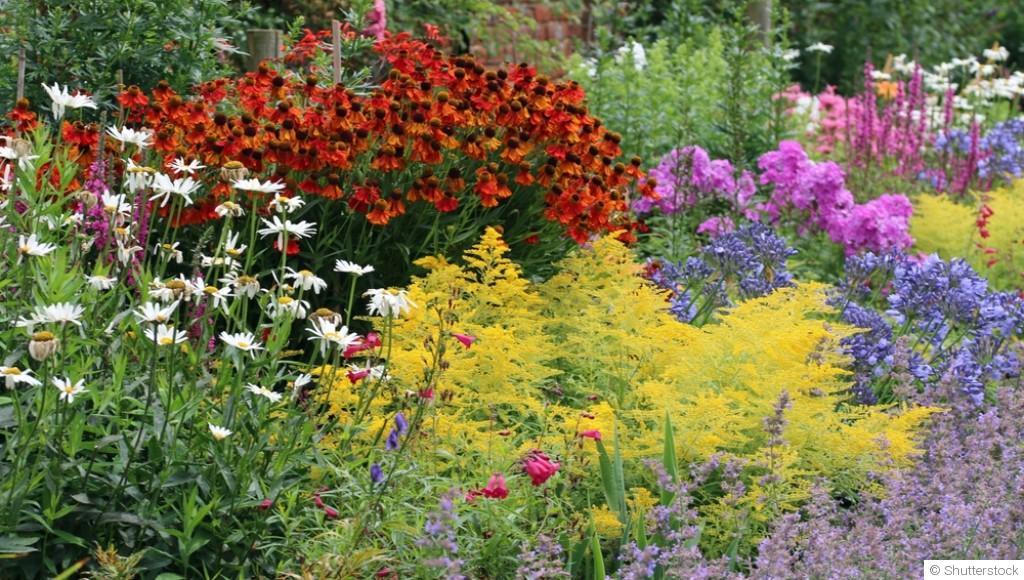 Des fleurs qui reviennent chaque année