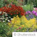 Des fleurs qui reviennent chaque année
