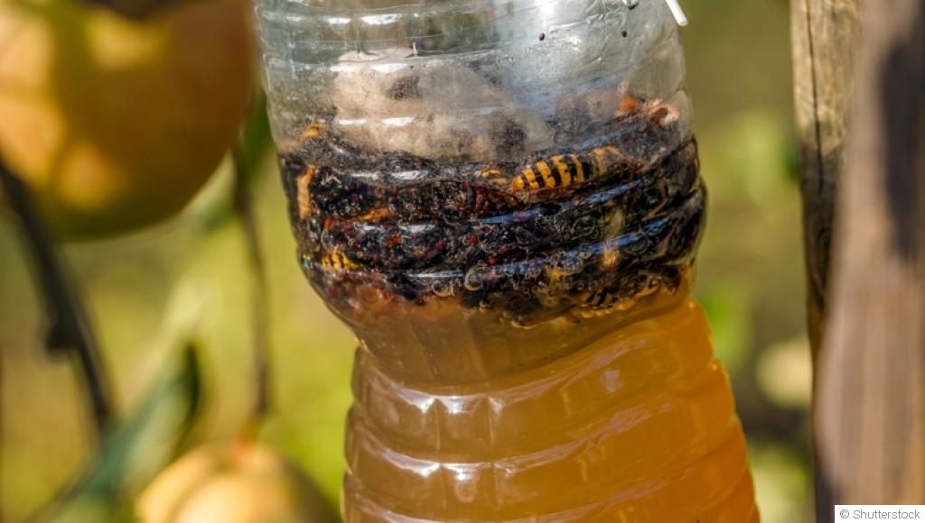 Éloigner les limaces sans produits chimiques