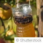 Éloigner les limaces sans produits chimiques