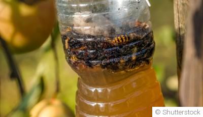 Éloigner les limaces sans produits chimiques
