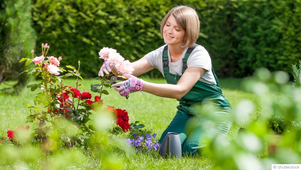 Les fleurs qui attirent les papillons au jardin