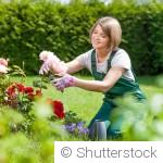 Les fleurs qui attirent les papillons au jardin