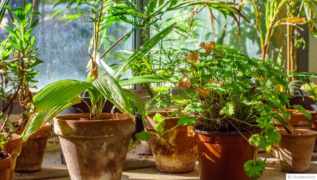 3 erreurs qu’on fait souvent avec les plantes en pot