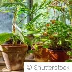 3 erreurs qu’on fait souvent avec les plantes en pot