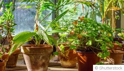 3 erreurs qu’on fait souvent avec les plantes en pot