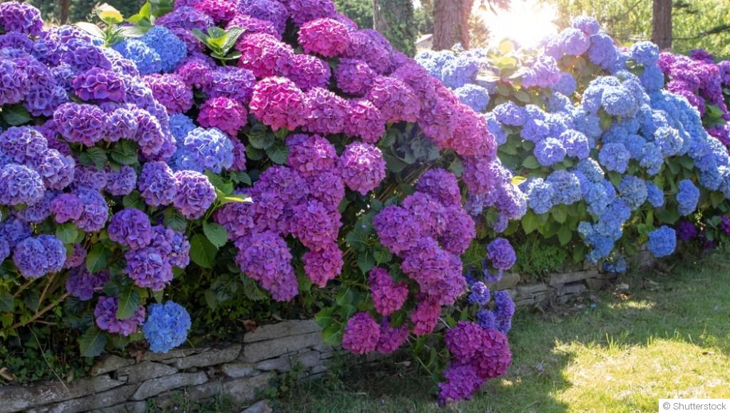 Faire une haie fleurie sans prise de tête