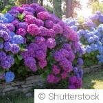 Faire une haie fleurie sans prise de tête