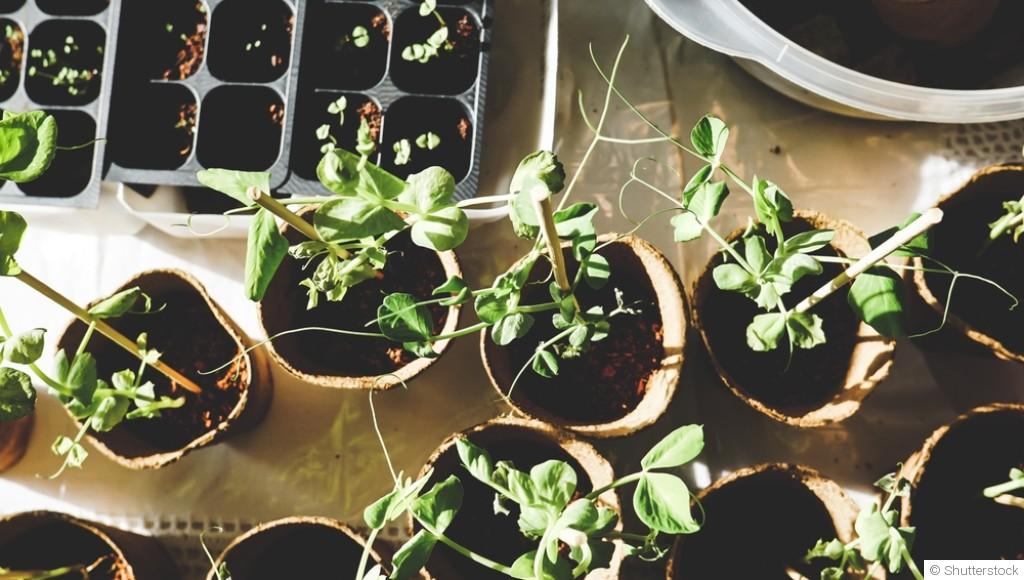 5 plantes faciles à semer dès mars, même sans expérience