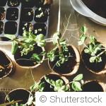 5 plantes faciles à semer dès mars, même sans expérience