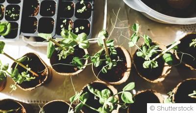 5 plantes faciles à semer dès mars, même sans expérience