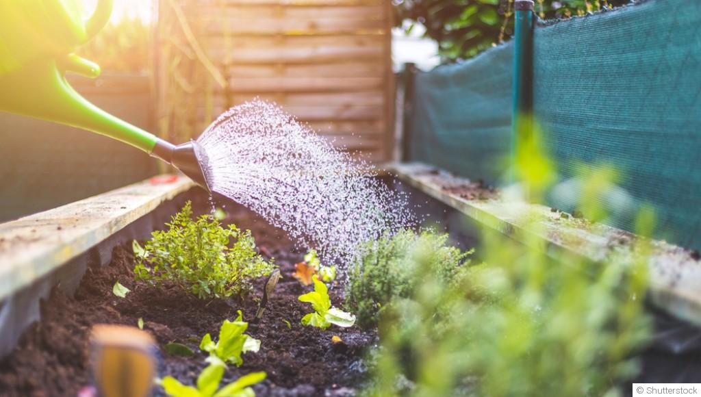 Taille, semis, arrosage : les bons gestes du printemps au jardin